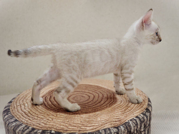 086d556a275e3dd1302394f7a377f3aa_91894a4cd807e34d24b03cdc0d1e3251