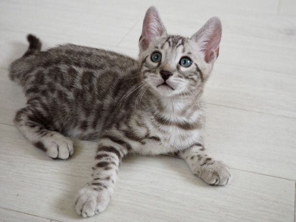 5d33e8aa1a2c7c66056fd01ec8a6ad71_6c986869803ff2e96cf1c6fe406582b1