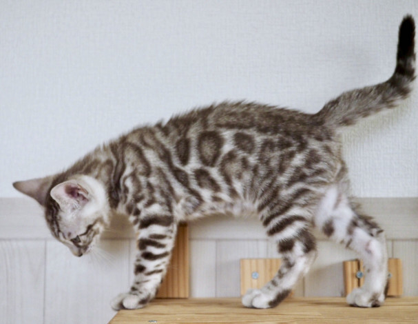 83b8493aa25cf1dff6e1805ab7454e07_bdbe5c1f3bce3650b1914ad0a9767f60