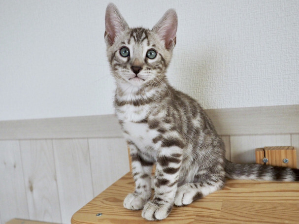 26255c6912f57639834efa2c052c4e04_71fba8562966043e8f9ee547e89cd190