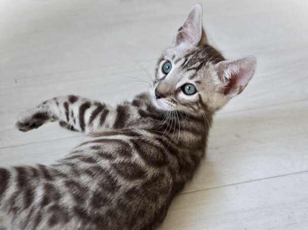 ea4c493b5078417b826d83be10291684_8c23523a970273b5e6cf2b419866f72f