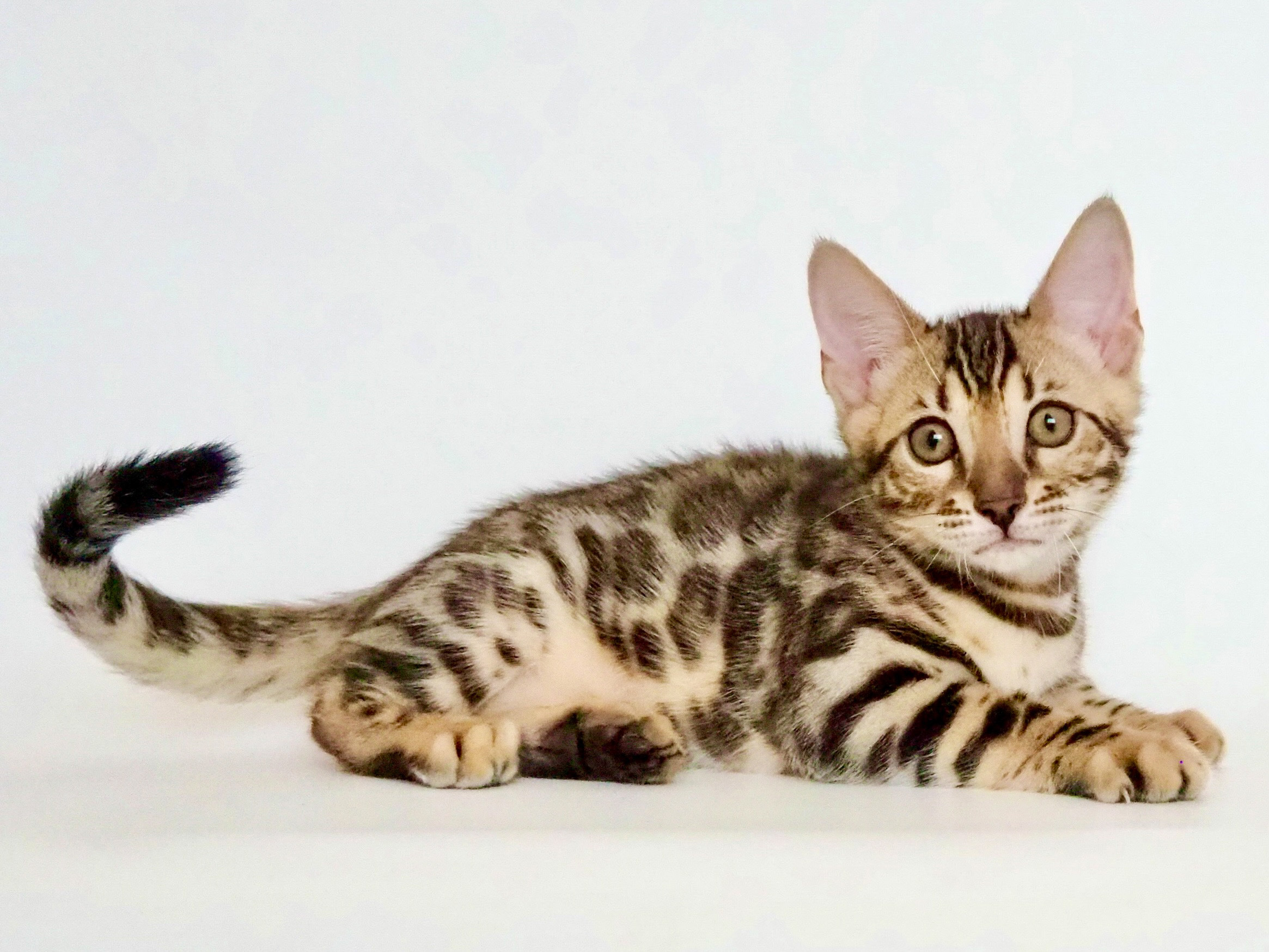 ねこ様完成写真うんていタイプC 長さ＋ボルダリング鉄棒ターザン