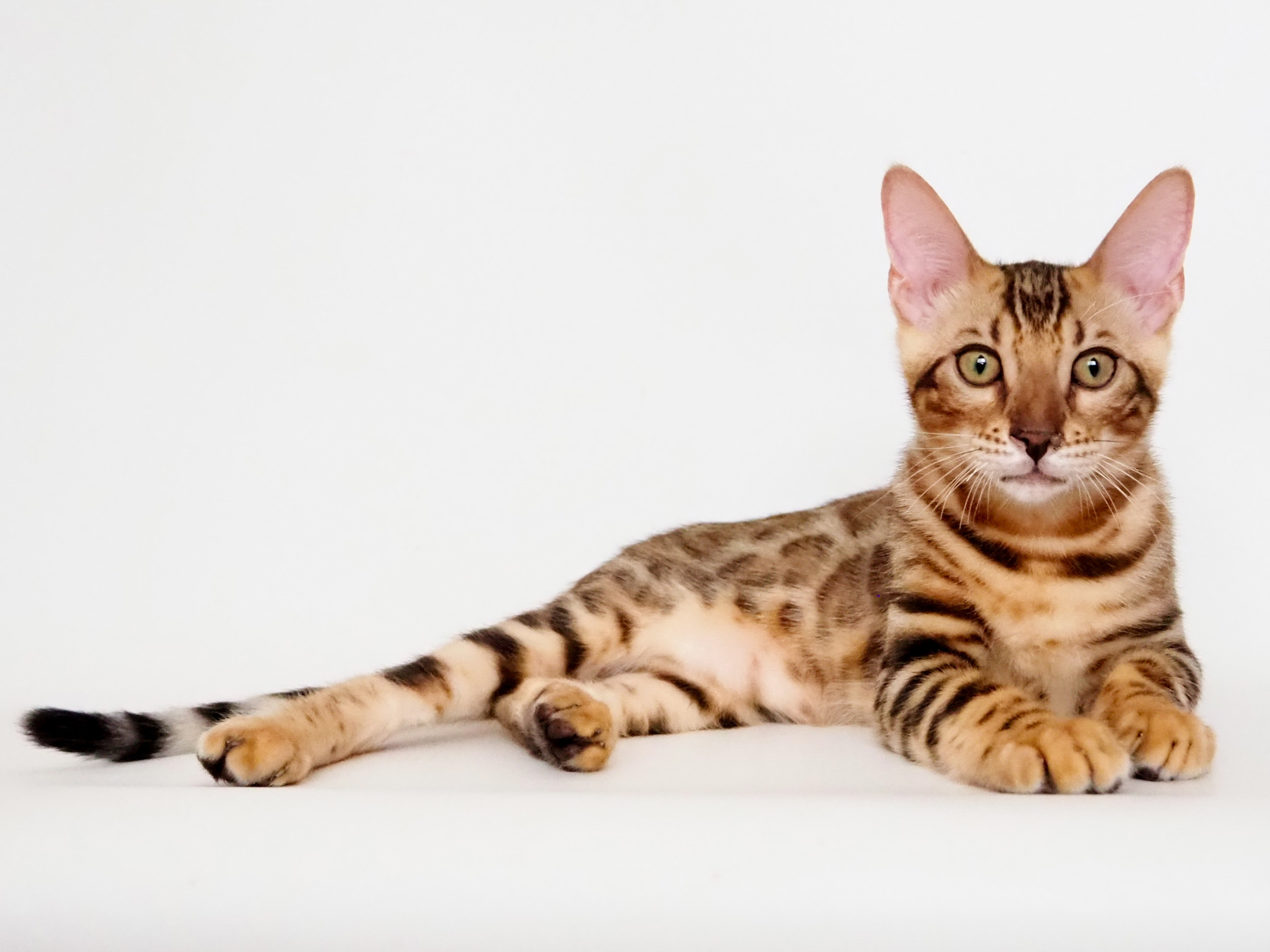 ABEBAFE5-0FA4-441B-9122-650703BBCA1D