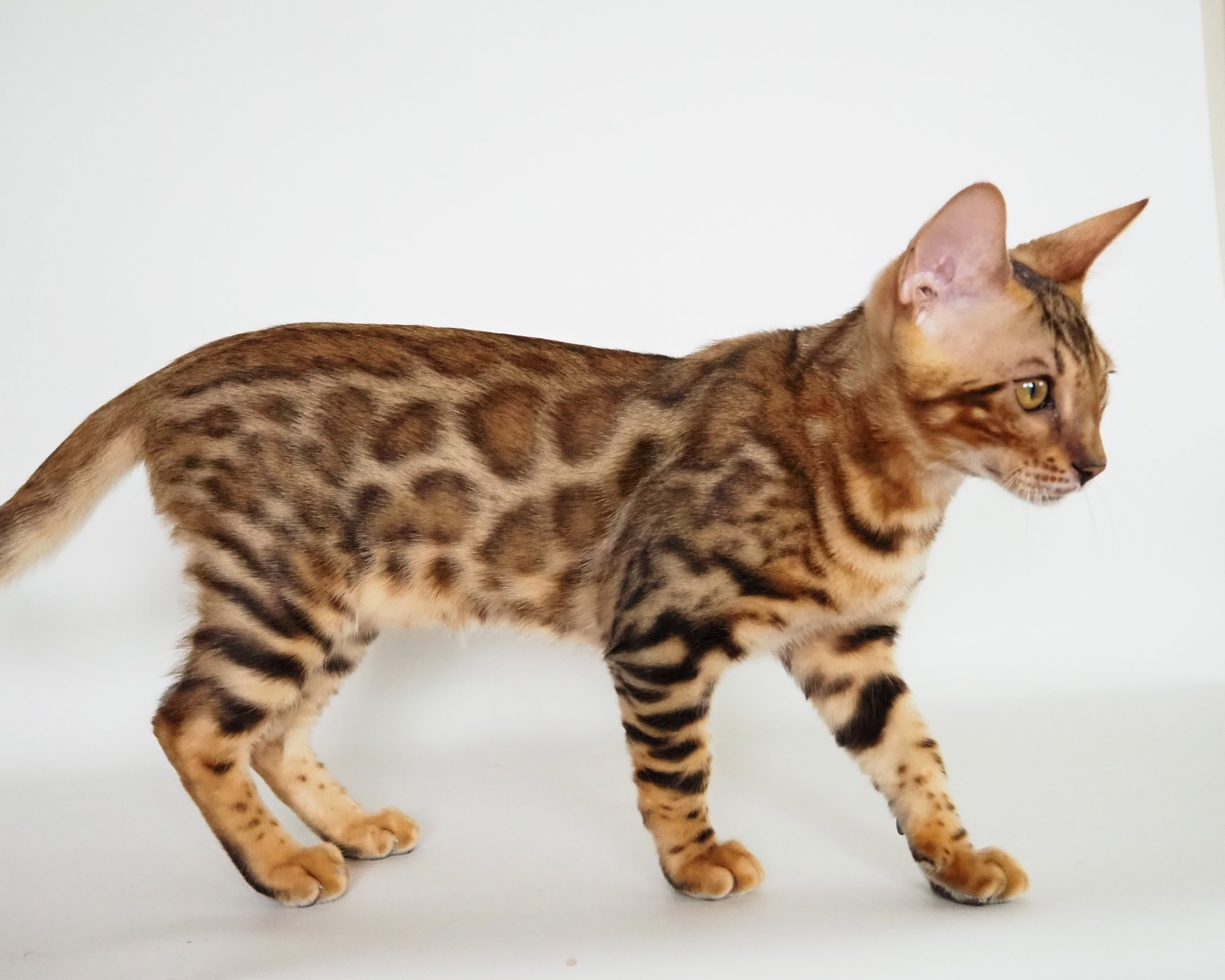 C98F77BA-655A-455F-825B-8D69D67B64BB