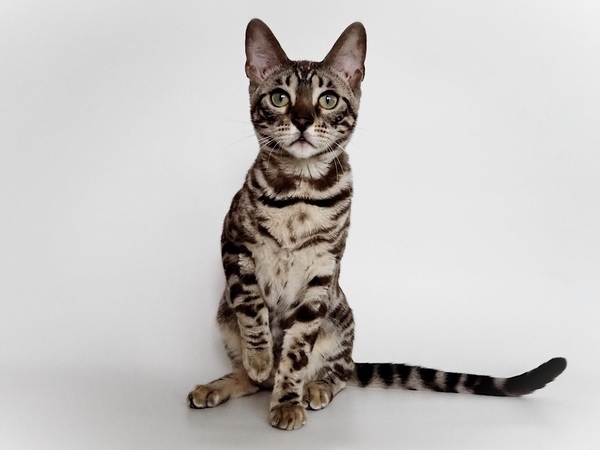 172464505733409_コピー