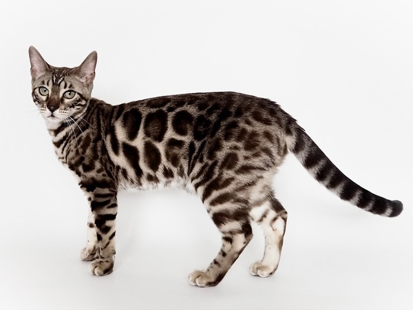 172464505733403_コピー