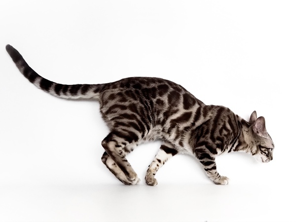 172464505733404_コピー