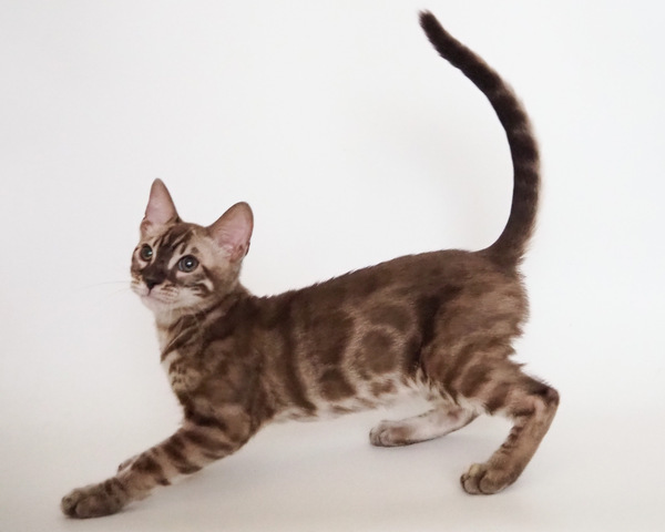 172794581571103_コピー