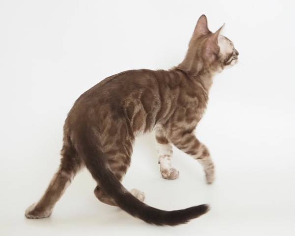 172794581571109_コピー