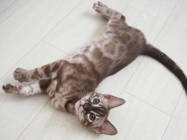 172646073102304_コピー