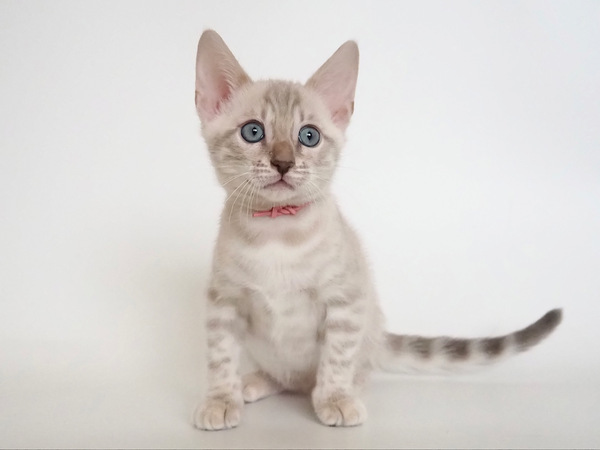 172725993587503_コピー