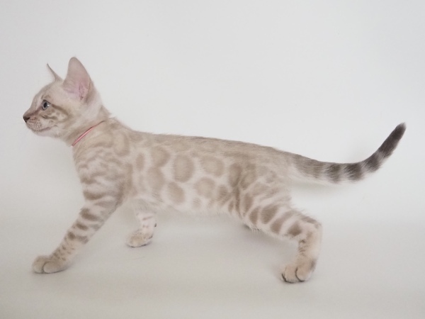 172769412337206_コピー