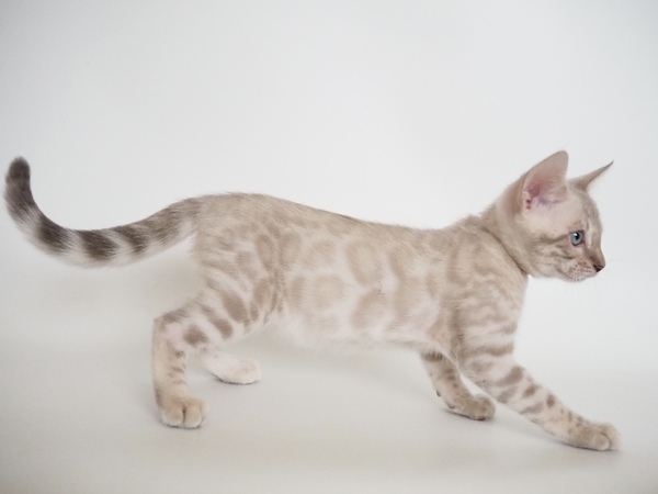 172769412337207_コピー