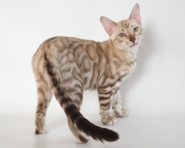 172983379251510_コピー