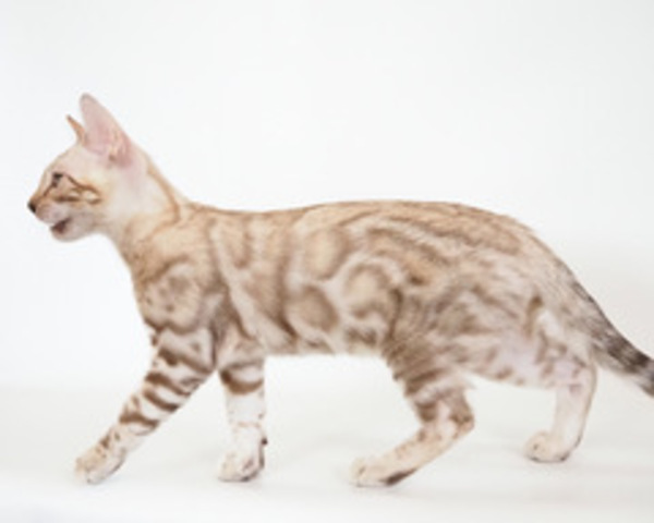 s172887667466406_コピー