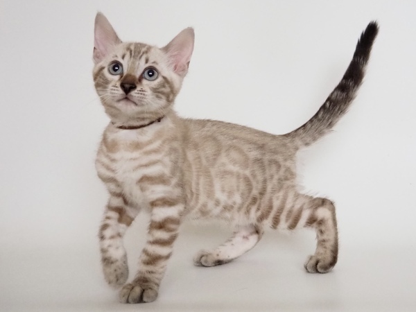 172769418118408_コピー