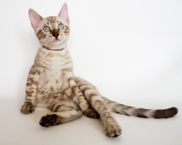 172983345698803_コピー