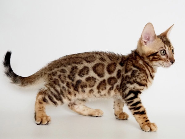 172447303214610_コピー