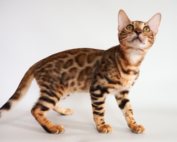 172983340128306_コピー