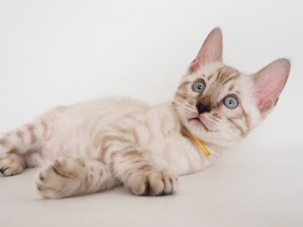 172785851030002_コピー