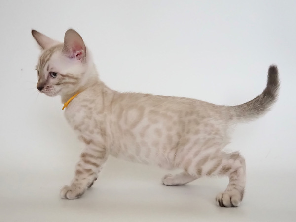 172725988800803_コピー