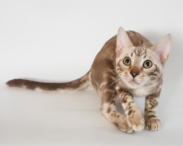 172983366142006_コピー