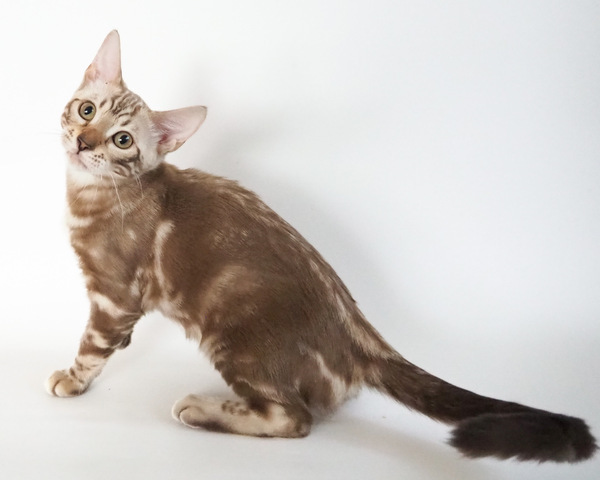 172983366142008_コピー