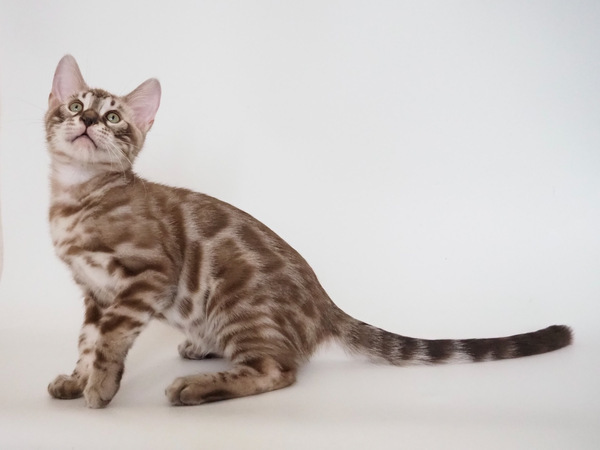 172785859773101_コピー