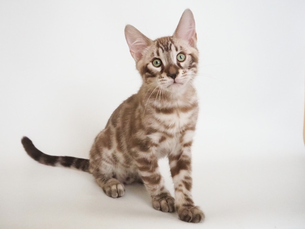 172785859773105_コピー