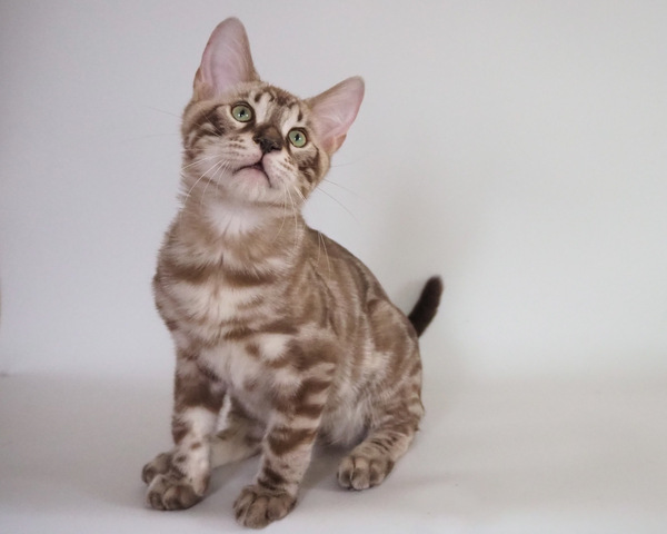 172983336733605_コピー