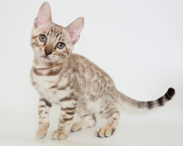 173276727358807_コピー