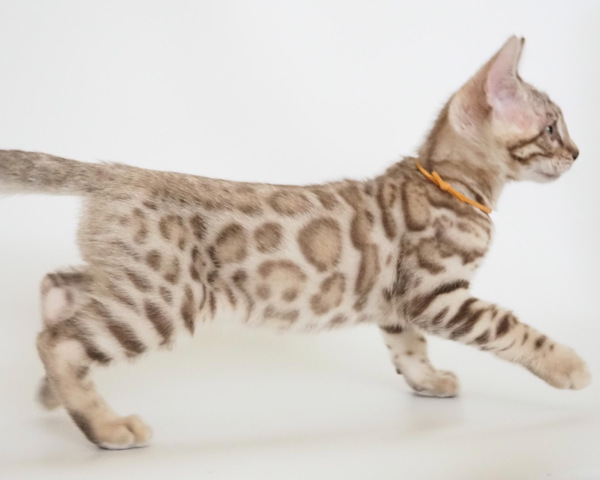 173276766919503_コピー