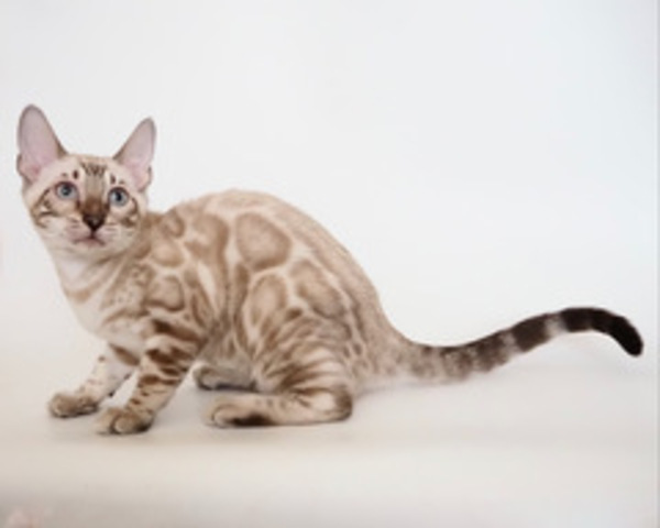 s172880813714601_コピー