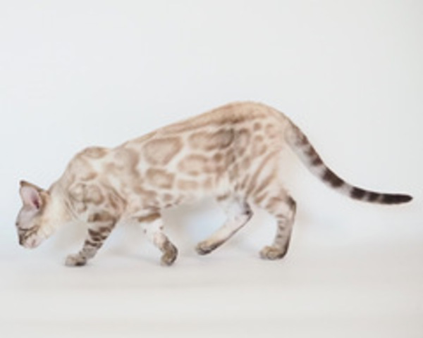 s173288297754508_コピー