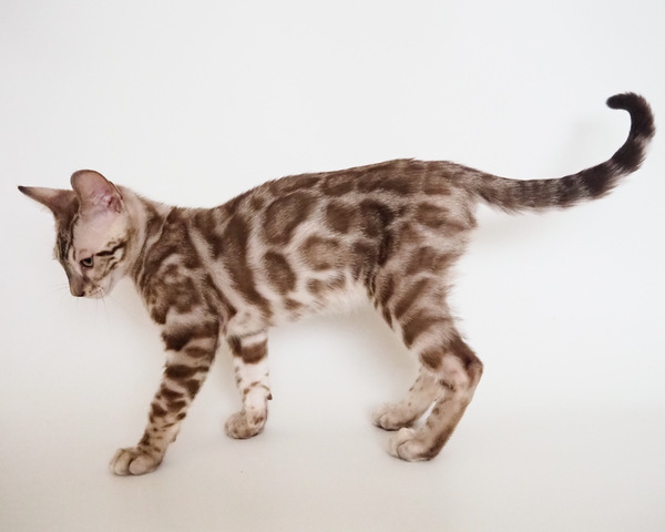 172794575392506_コピー