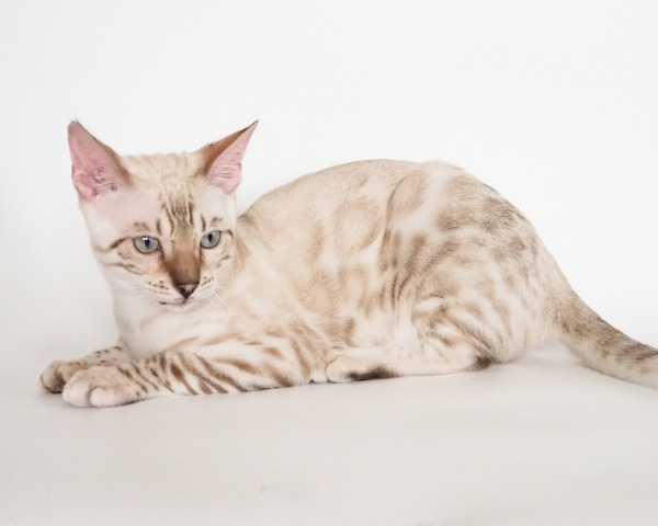 172983792875807_コピー