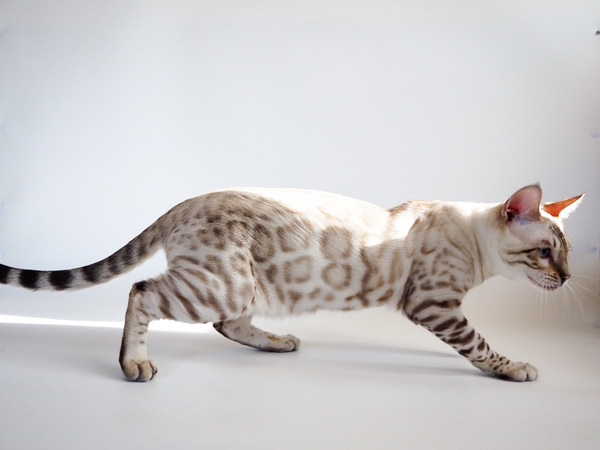 173519225214009 (1)_コピー