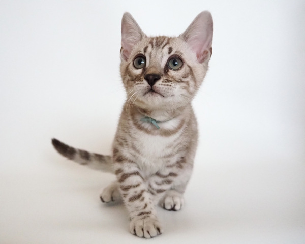 173276766919507_コピー