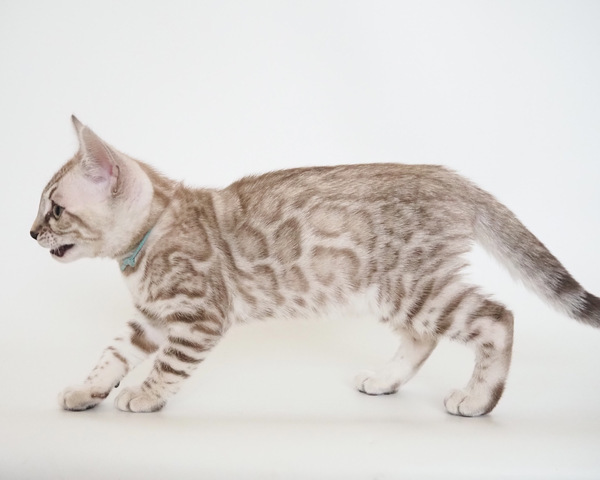 173276771495802_コピー