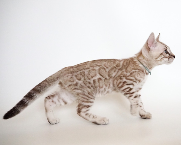 173276771495804_コピー