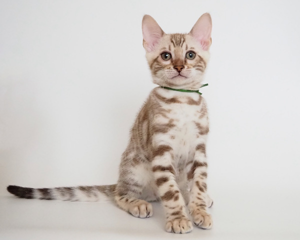 173276779621001_コピー