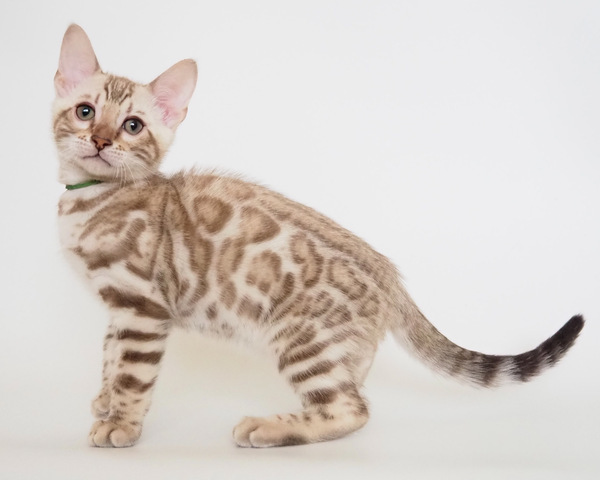 173276779621110_コピー