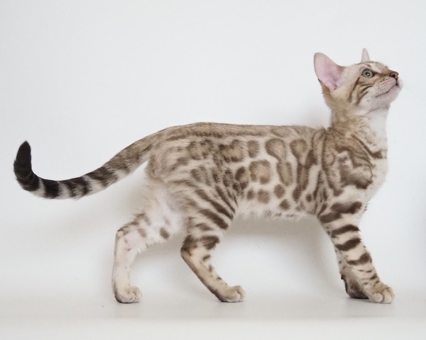 173519593889101_コピー