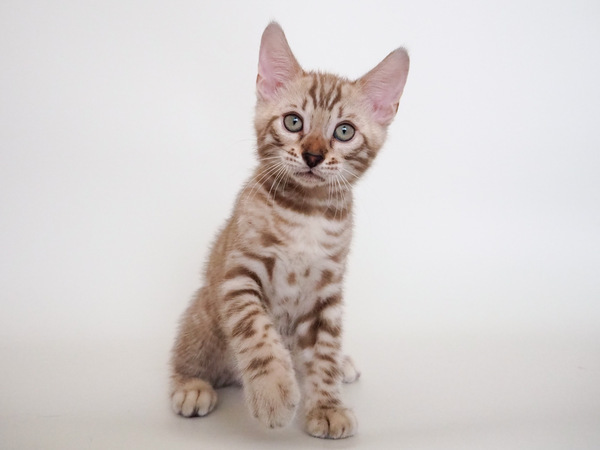 AA99311E-B436-473A-84B2-405DBD764A74_コピー