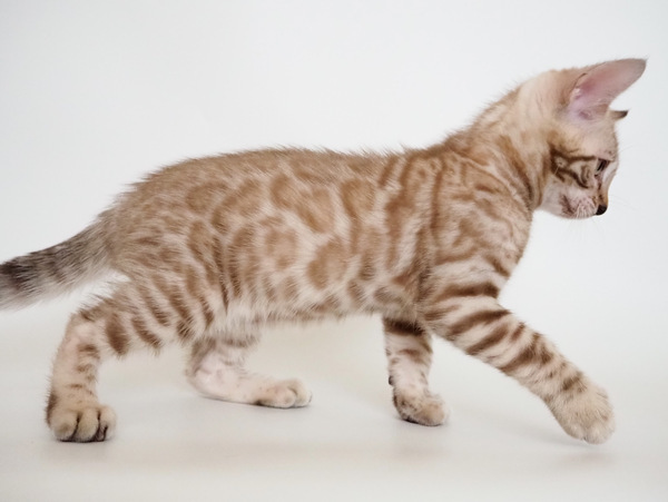 D42151FA-A637-4A7C-925F-BD38DAE36356_コピー