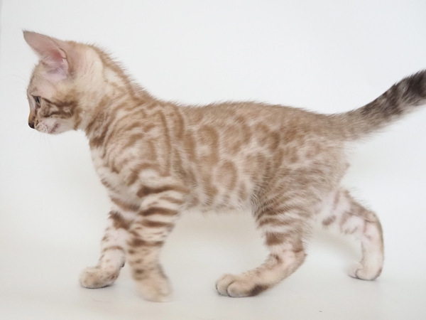 FB1EC698-3D83-4D88-BE65-6575246058D1_コピー