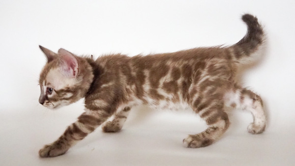 76CE5761-15CB-4C0D-8C14-85FB150506B1_コピー