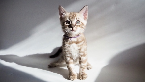 70AD44F9-FB3E-4963-9864-4474A4B75C85_コピー