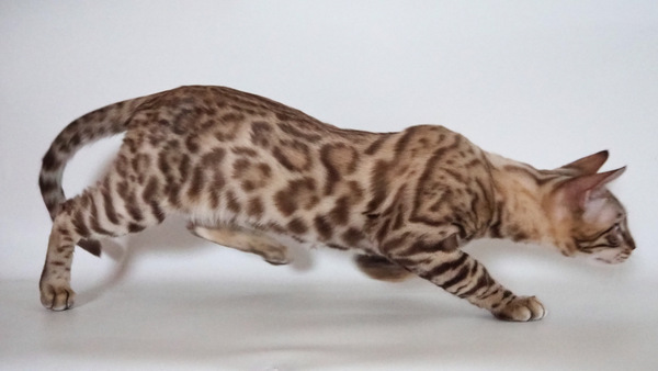 9F26AA04-E21E-45FB-ACCE-961F054536EE_コピー