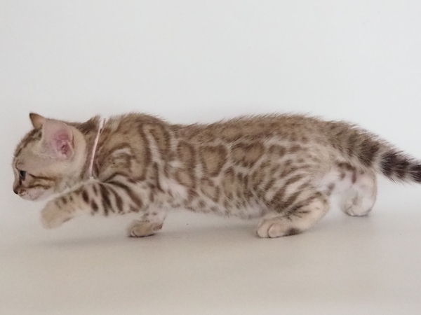 IMG_6109_コピー_コピー